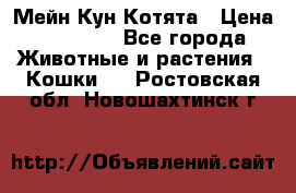 Мейн Кун Котята › Цена ­ 15 000 - Все города Животные и растения » Кошки   . Ростовская обл.,Новошахтинск г.